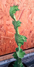 Euphorbia grandicornis sunrise for sale  Mira Loma
