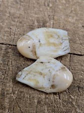Elk teeth ivory for sale  Elberfeld