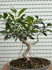 Ficus retusa bonsai usato  Italia