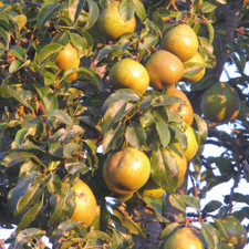 Gal. orient pear for sale  Denver