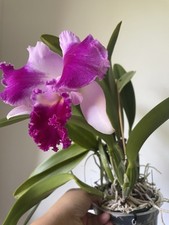 cattleya orchid for sale  HEMEL HEMPSTEAD