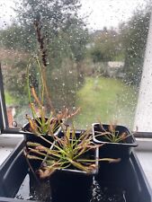 Plant drosera capensis for sale  ROMFORD