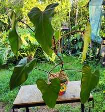Philodendron erubescens red for sale  Hollywood
