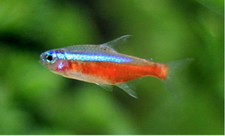 Cardinal tetra group for sale  Lynchburg