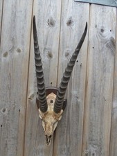Vintage african springbok for sale  BANWELL