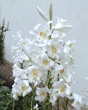 Lilium candidum madonnenlilie gebraucht kaufen  Erfurt