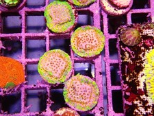 Skittles cyphastrea marine for sale  CLACTON-ON-SEA