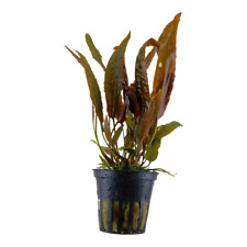Cryptocoryne usteriana tropica for sale  MANSFIELD