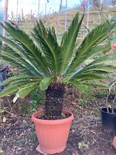 Cycas xxl pianta usato  Carrara