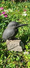 Philipp basche eisvogel gebraucht kaufen  Marburg