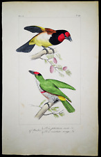 1836 pauquet incisione usato 1836 pauquet incisione usato  Urbino