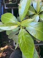 Duke avocado tree for sale  Lucerne
