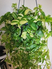 Tradescantia fluminensis albif gebraucht kaufen  München