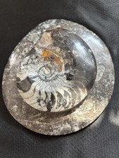 Oval goniatite fossil for sale  LITTLEHAMPTON