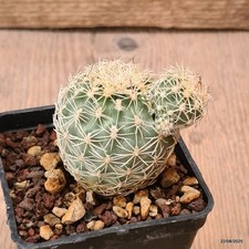 D6167 sclerocactus wetlandicus usato  Montefalco