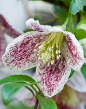 clematis plants red for sale  MARCH