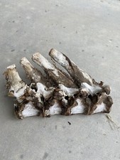 Cow horse vertebrae for sale  Montezuma