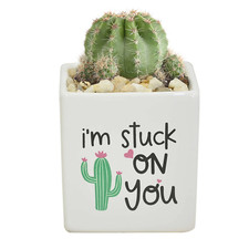 house small plants for sale house small plants for sale Denver