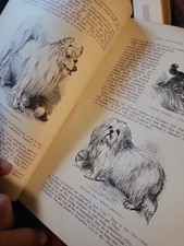 1894 victorian dog for sale  SWANSEA