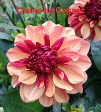 Dahlien samen gartenblumen gebraucht kaufen Dahlien samen gartenblumen gebraucht kaufen  Wolfsburg