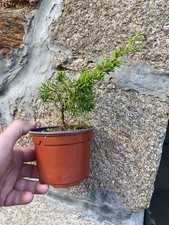 Juniperus chinensis itoigawa d'occasion  Évran