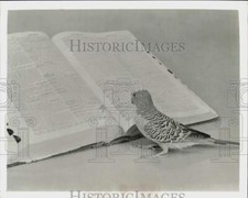 Press photo parakeet for sale  Memphis