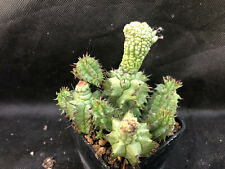 Euphorbia horrida monster usato  Massafra