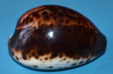 Sea shell coquillages d'occasion  Agde