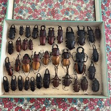 Cabinet curiosité entomologie d'occasion  Saint-Nom-la-Bretèche