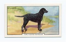 Curly coated retriever for sale  COLEFORD