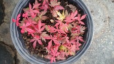 Japanese red green for sale  Kennett Square