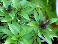 Basil thai live for sale  Jackson