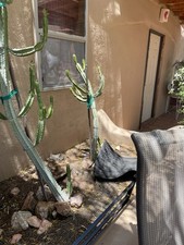 Euphorbia royelena huge for sale  Wickenburg