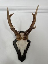Well formed antlers for sale  SOUTHEND-ON-SEA