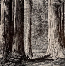 Mariposa sequoia redwood for sale  Brooklyn