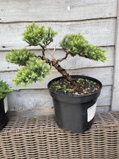 Juniper bonsai starter for sale  SOUTHAMPTON
