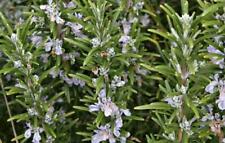 Pack rosemary officinalis for sale  UK