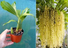 Plantes et jeunes pousses d'occasion Plantes et jeunes pousses d'occasion Fumel