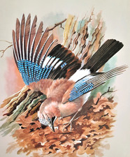 Jay.. vintage 1960s for sale  NELSON