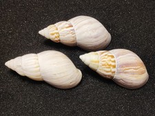 Japanese tulip shells for sale  REDRUTH