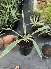 Yucca gloriosa varigata for sale  Clarksville