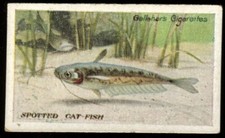 Tobacco card gallaher for sale  ASHFORD