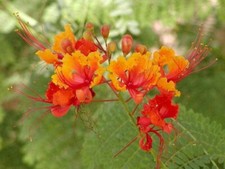 Caesalpinia pulcherrima pride for sale  San Francisco