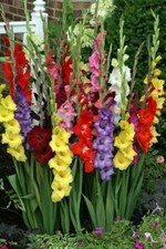 Set gladiolen gladiole gebraucht kaufen  Soest