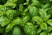 Sweet basil seeds for sale  Deltona