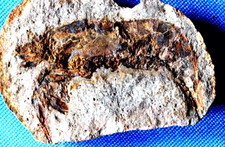 Crevette fossile cr7bt d'occasion  La Roche-sur-Yon