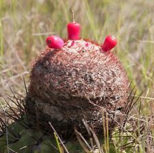 Melocactus amoneus semi usato  Napoli