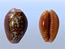 Cypraea helvola argella usato  Roma