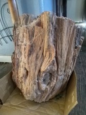 Rare large petrified for sale  Las Vegas