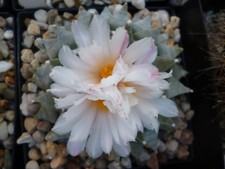 10samen ariocarpus furfuraceus gebraucht kaufen 10samen ariocarpus furfuraceus gebraucht kaufen  Pfungstadt